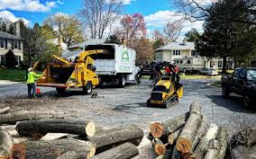 Best Tree Risk Assessment  in Washington, GA