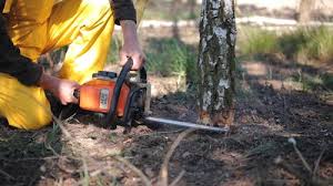 Trusted Washington, GA Tree Care Experts