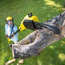 Best Tree Removal  in Washington, GA