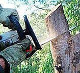 Best Tree Disease Treatment  in Washington, GA