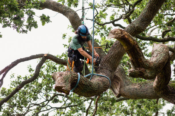 Best Stump Grinding and Removal  in Washington, GA