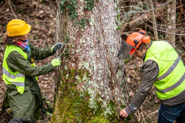 Best Root Management and Removal  in Washington, GA