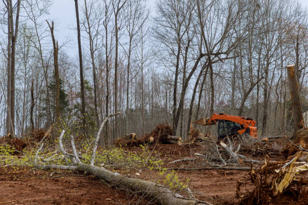 How Our Tree Care Process Works  in  Washington, GA