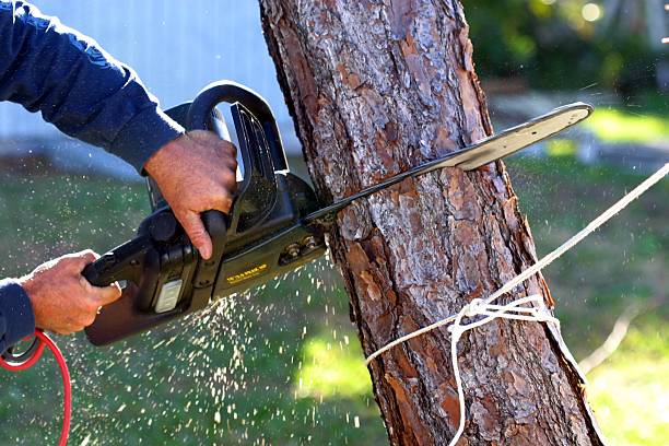  Washington, GA Tree Care Pros