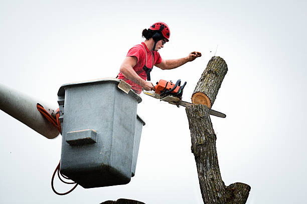 Best Tree Maintenance Programs  in Washington, GA