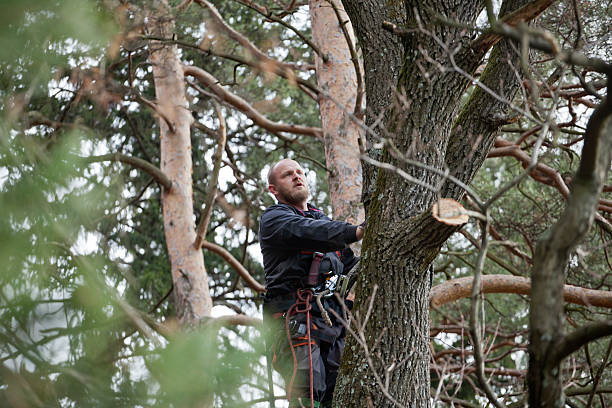 Best Arborist Consultation Services  in Washington, GA