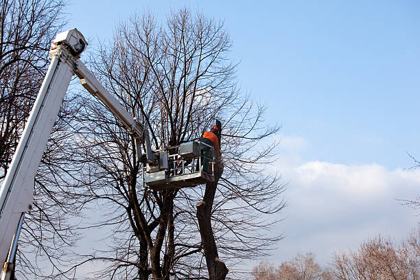 Best Hazardous Tree Removal  in Washington, GA