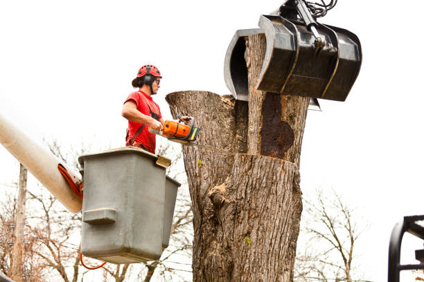 Best Tree Preservation Services  in Washington, GA